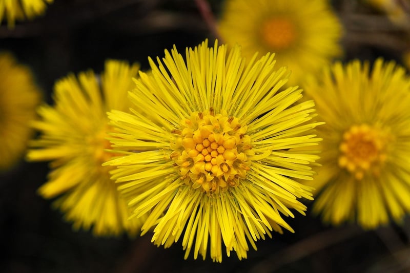 Herbal Medicine Insights