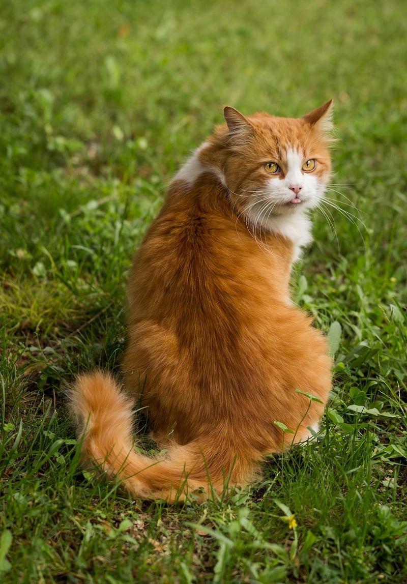 Ginger